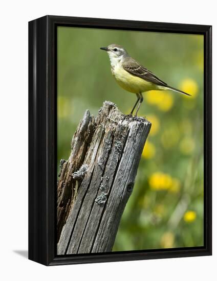 Yellow Wagtail Female Perched on Old Fence Post, Upper Teesdale, Co Durham, England, UK-Andy Sands-Framed Premier Image Canvas