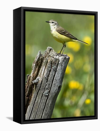 Yellow Wagtail Female Perched on Old Fence Post, Upper Teesdale, Co Durham, England, UK-Andy Sands-Framed Premier Image Canvas