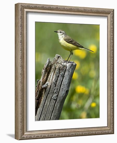 Yellow Wagtail Female Perched on Old Fence Post, Upper Teesdale, Co Durham, England, UK-Andy Sands-Framed Photographic Print