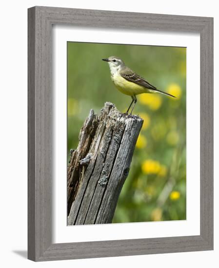 Yellow Wagtail Female Perched on Old Fence Post, Upper Teesdale, Co Durham, England, UK-Andy Sands-Framed Photographic Print