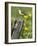 Yellow Wagtail Female Perched on Old Fence Post, Upper Teesdale, Co Durham, England, UK-Andy Sands-Framed Photographic Print