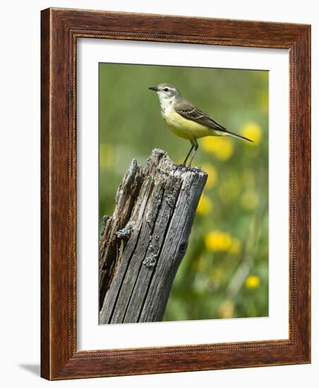 Yellow Wagtail Female Perched on Old Fence Post, Upper Teesdale, Co Durham, England, UK-Andy Sands-Framed Photographic Print