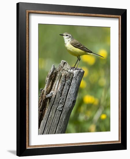 Yellow Wagtail Female Perched on Old Fence Post, Upper Teesdale, Co Durham, England, UK-Andy Sands-Framed Photographic Print