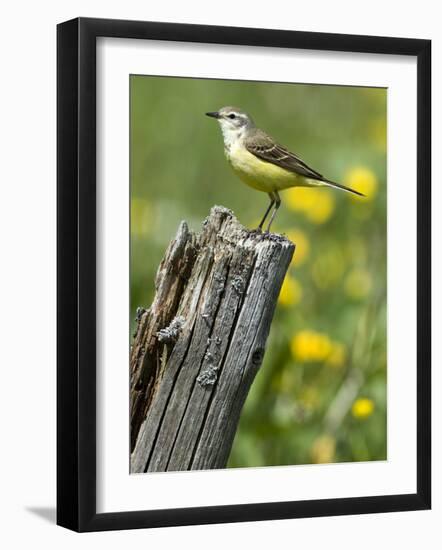 Yellow Wagtail Female Perched on Old Fence Post, Upper Teesdale, Co Durham, England, UK-Andy Sands-Framed Photographic Print