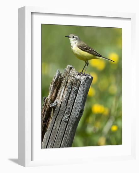 Yellow Wagtail Female Perched on Old Fence Post, Upper Teesdale, Co Durham, England, UK-Andy Sands-Framed Photographic Print