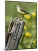 Yellow Wagtail Female Perched on Old Fence Post, Upper Teesdale, Co Durham, England, UK-Andy Sands-Mounted Photographic Print