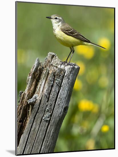 Yellow Wagtail Female Perched on Old Fence Post, Upper Teesdale, Co Durham, England, UK-Andy Sands-Mounted Photographic Print
