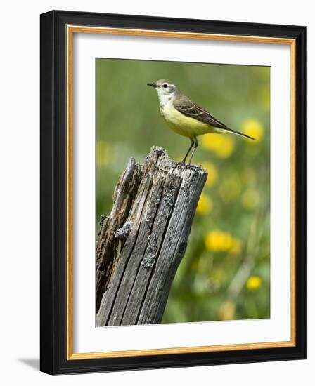 Yellow Wagtail Female Perched on Old Fence Post, Upper Teesdale, Co Durham, England, UK-Andy Sands-Framed Photographic Print