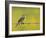 Yellow Wagtail Male Singing from Barbed Wire Fence, Upper Teesdale, Co Durham, England, UK-Andy Sands-Framed Photographic Print