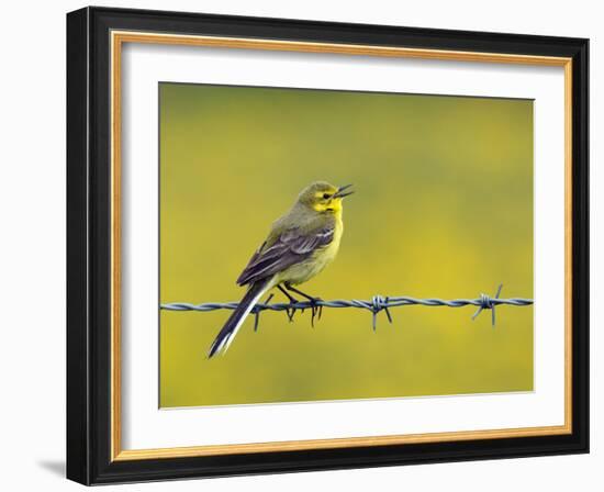 Yellow Wagtail Male Singing from Barbed Wire Fence, Upper Teesdale, Co Durham, England, UK-Andy Sands-Framed Photographic Print