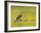 Yellow Wagtail Male Singing from Barbed Wire Fence, Upper Teesdale, Co Durham, England, UK-Andy Sands-Framed Photographic Print