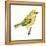 Yellow Warbler (Dendroica Petechia), Birds-Encyclopaedia Britannica-Framed Stretched Canvas