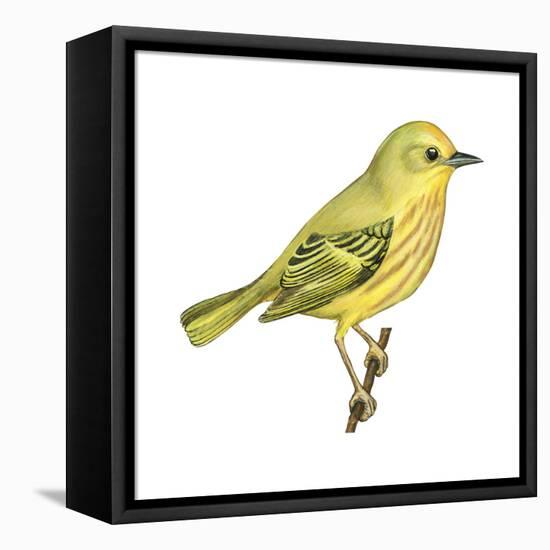 Yellow Warbler (Dendroica Petechia), Birds-Encyclopaedia Britannica-Framed Stretched Canvas