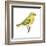 Yellow Warbler (Dendroica Petechia), Birds-Encyclopaedia Britannica-Framed Art Print