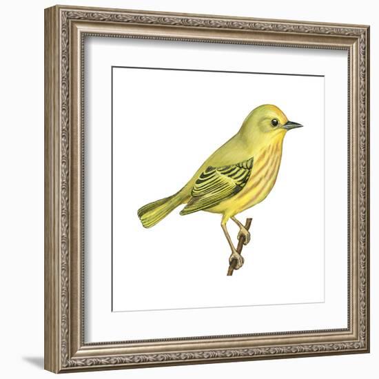 Yellow Warbler (Dendroica Petechia), Birds-Encyclopaedia Britannica-Framed Art Print