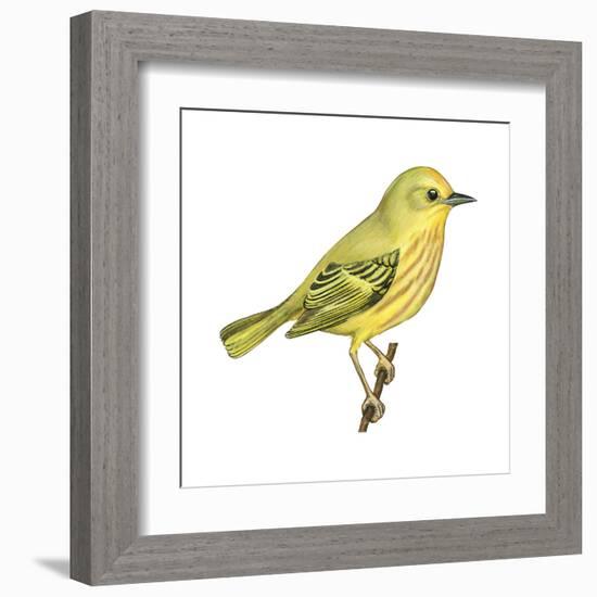 Yellow Warbler (Dendroica Petechia), Birds-Encyclopaedia Britannica-Framed Art Print