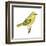 Yellow Warbler (Dendroica Petechia), Birds-Encyclopaedia Britannica-Framed Art Print