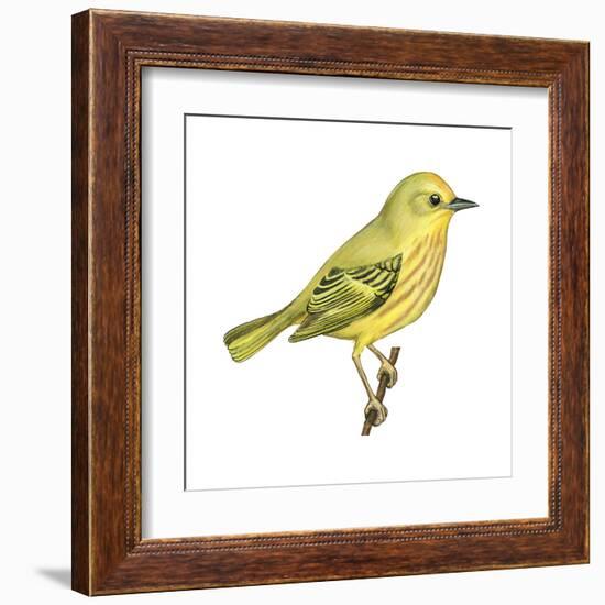 Yellow Warbler (Dendroica Petechia), Birds-Encyclopaedia Britannica-Framed Art Print