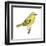 Yellow Warbler (Dendroica Petechia), Birds-Encyclopaedia Britannica-Framed Art Print