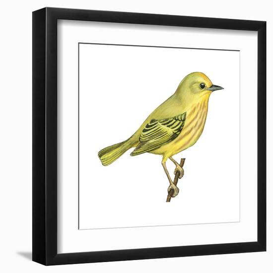 Yellow Warbler (Dendroica Petechia), Birds-Encyclopaedia Britannica-Framed Art Print