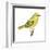 Yellow Warbler (Dendroica Petechia), Birds-Encyclopaedia Britannica-Framed Art Print