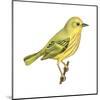 Yellow Warbler (Dendroica Petechia), Birds-Encyclopaedia Britannica-Mounted Art Print