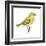 Yellow Warbler (Dendroica Petechia), Birds-Encyclopaedia Britannica-Framed Art Print