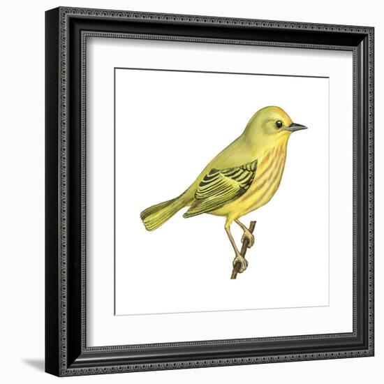 Yellow Warbler (Dendroica Petechia), Birds-Encyclopaedia Britannica-Framed Art Print