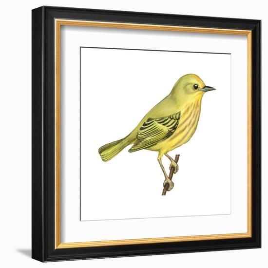 Yellow Warbler (Dendroica Petechia), Birds-Encyclopaedia Britannica-Framed Art Print