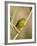 Yellow Warbler (Dendroica Petechia), Near Palmer, Alaska, United States of America, North America-James Hager-Framed Photographic Print