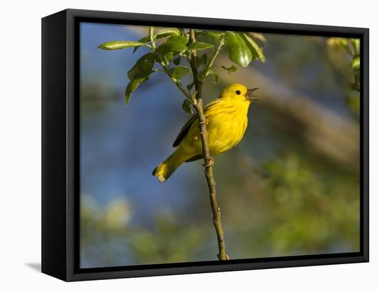 Yellow Warbler (Dendroica Petechia) Perched Singing, Washington, USA-Gary Luhm-Framed Premier Image Canvas