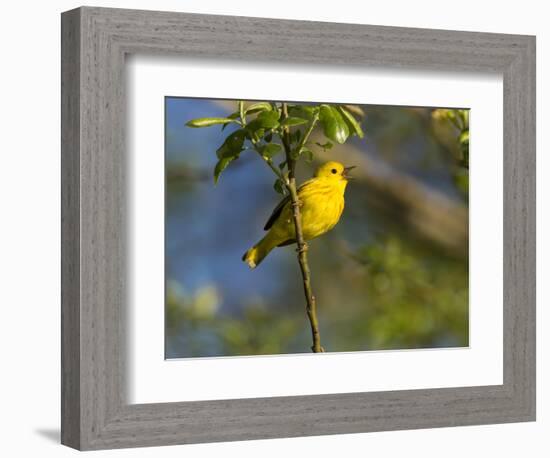 Yellow Warbler (Dendroica Petechia) Perched Singing, Washington, USA-Gary Luhm-Framed Photographic Print