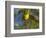 Yellow Warbler (Dendroica Petechia) Perched Singing, Washington, USA-Gary Luhm-Framed Photographic Print