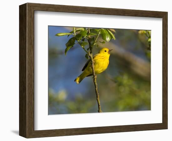 Yellow Warbler (Dendroica Petechia) Perched Singing, Washington, USA-Gary Luhm-Framed Photographic Print