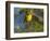 Yellow Warbler (Dendroica Petechia) Perched Singing, Washington, USA-Gary Luhm-Framed Photographic Print