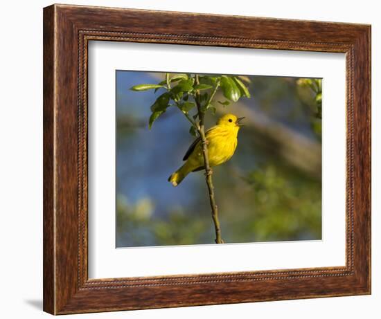 Yellow Warbler (Dendroica Petechia) Perched Singing, Washington, USA-Gary Luhm-Framed Photographic Print