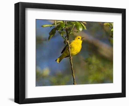 Yellow Warbler (Dendroica Petechia) Perched Singing, Washington, USA-Gary Luhm-Framed Photographic Print