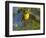 Yellow Warbler (Dendroica Petechia) Perched Singing, Washington, USA-Gary Luhm-Framed Photographic Print