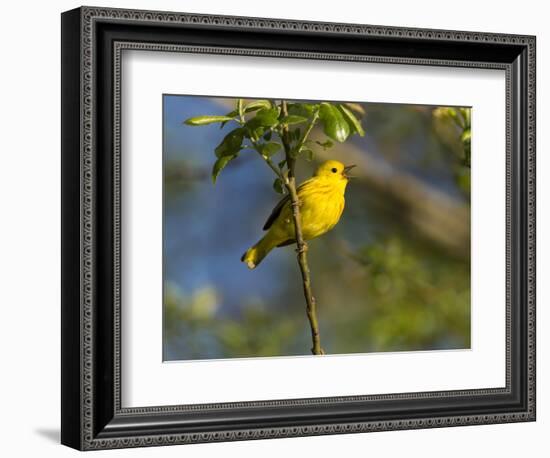Yellow Warbler (Dendroica Petechia) Perched Singing, Washington, USA-Gary Luhm-Framed Photographic Print
