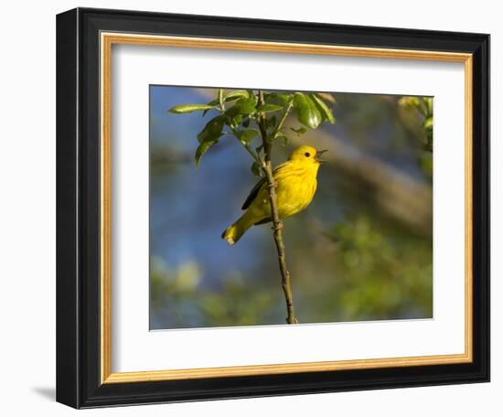 Yellow Warbler (Dendroica Petechia) Perched Singing, Washington, USA-Gary Luhm-Framed Photographic Print