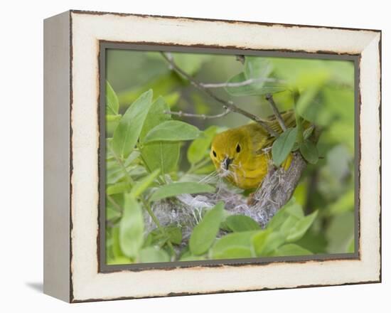 Yellow Warbler Male Building Nest,  Pt. Pelee National Park, Ontario, Canada-Arthur Morris-Framed Premier Image Canvas