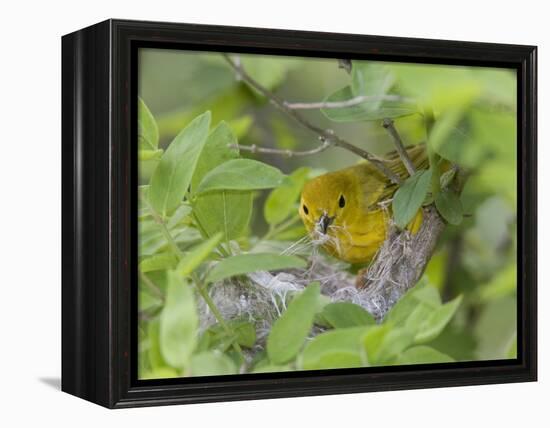 Yellow Warbler Male Building Nest,  Pt. Pelee National Park, Ontario, Canada-Arthur Morris-Framed Premier Image Canvas