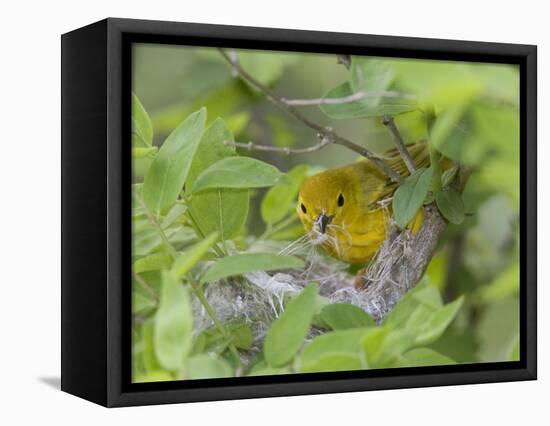 Yellow Warbler Male Building Nest,  Pt. Pelee National Park, Ontario, Canada-Arthur Morris-Framed Premier Image Canvas