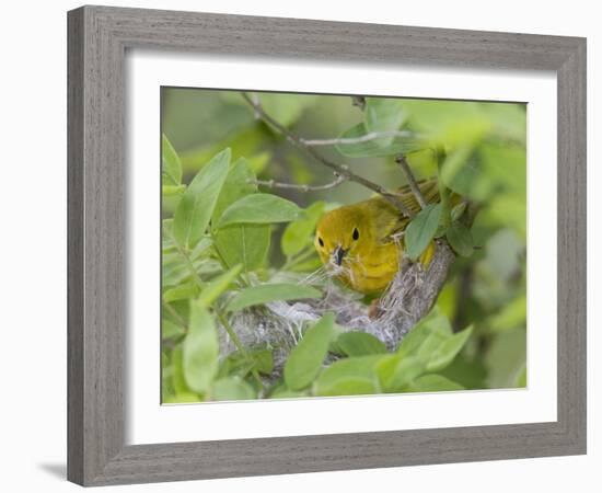 Yellow Warbler Male Building Nest,  Pt. Pelee National Park, Ontario, Canada-Arthur Morris-Framed Photographic Print