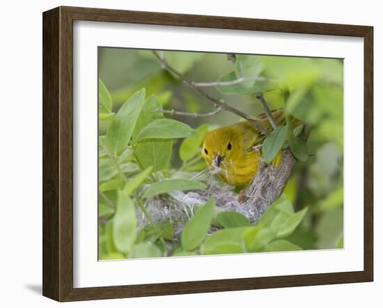 Yellow Warbler Male Building Nest,  Pt. Pelee National Park, Ontario, Canada-Arthur Morris-Framed Photographic Print