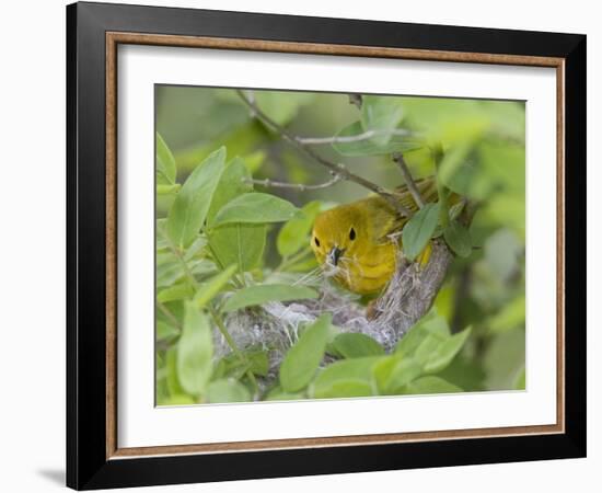 Yellow Warbler Male Building Nest,  Pt. Pelee National Park, Ontario, Canada-Arthur Morris-Framed Photographic Print