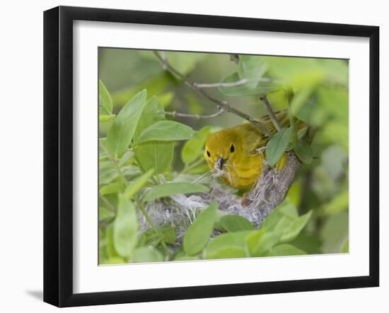 Yellow Warbler Male Building Nest,  Pt. Pelee National Park, Ontario, Canada-Arthur Morris-Framed Photographic Print