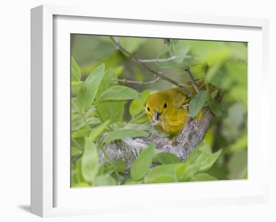 Yellow Warbler Male Building Nest,  Pt. Pelee National Park, Ontario, Canada-Arthur Morris-Framed Photographic Print