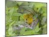 Yellow Warbler Male Building Nest,  Pt. Pelee National Park, Ontario, Canada-Arthur Morris-Mounted Photographic Print