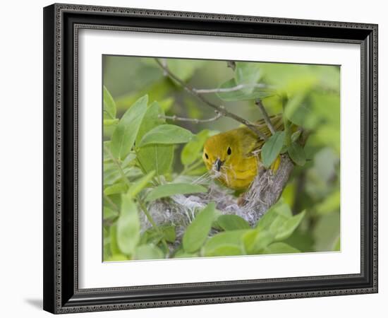 Yellow Warbler Male Building Nest,  Pt. Pelee National Park, Ontario, Canada-Arthur Morris-Framed Photographic Print